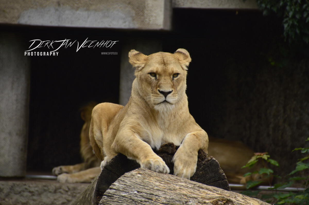 Rotterdam Zoo